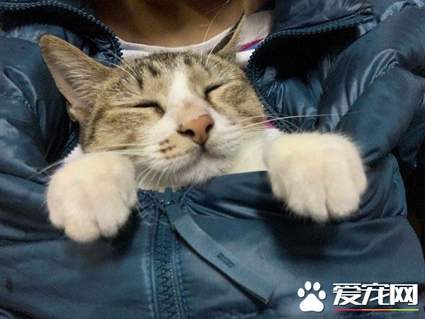 米克斯喵喵舒服打盹 松懈之际惨遭戏弄超逗趣