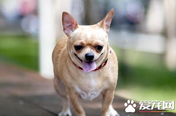 猫粮和狗粮有什么区别