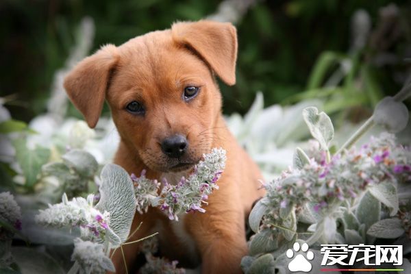 狗可以吃黄瓜吗