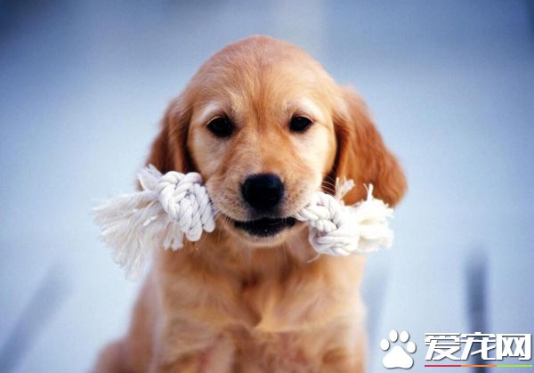 猫粮和狗粮有什么区别