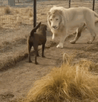 你知道吗？也许你家狗狗的社交能力比你强太多