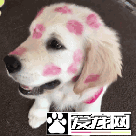 你知道吗？也许你家狗狗的社交能力比你强太多