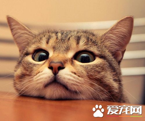 猫为啥喜欢看人洗澡 原来理由这么暖心