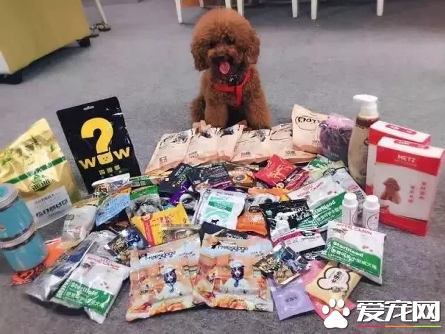 属于铲屎官们的年度盛会 2018第四届深圳国际宠物展5月1日启幕