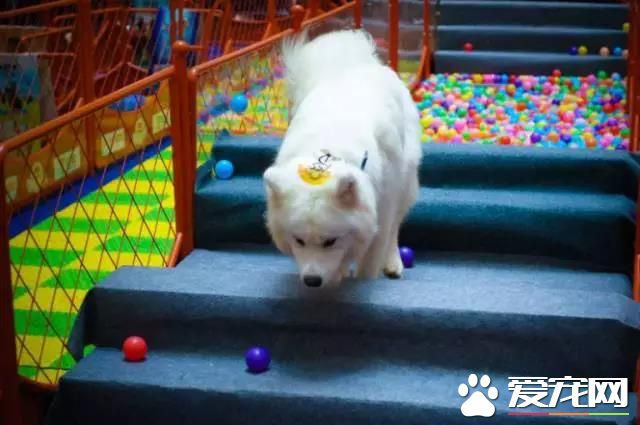 属于铲屎官们的年度盛会 2018第四届深圳国际宠物展5月1日启幕