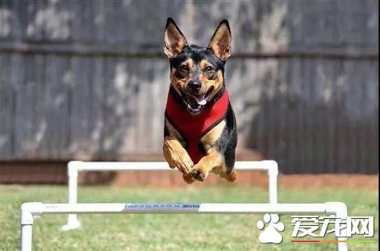 属于铲屎官们的年度盛会 2018第四届深圳国际宠物展5月1日启幕