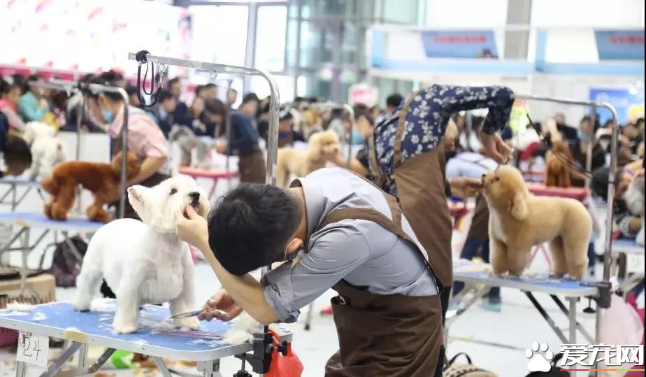 属于铲屎官们的年度盛会 2018第四届深圳国际宠物展5月1日启幕