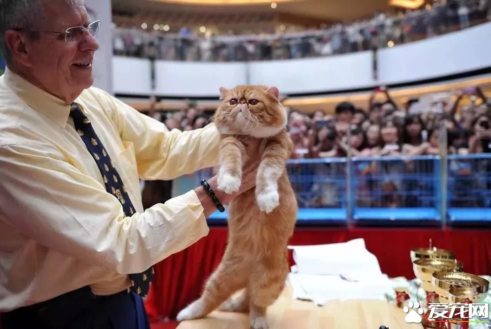 属于铲屎官们的年度盛会 2018第四届深圳国际宠物展5月1日启幕