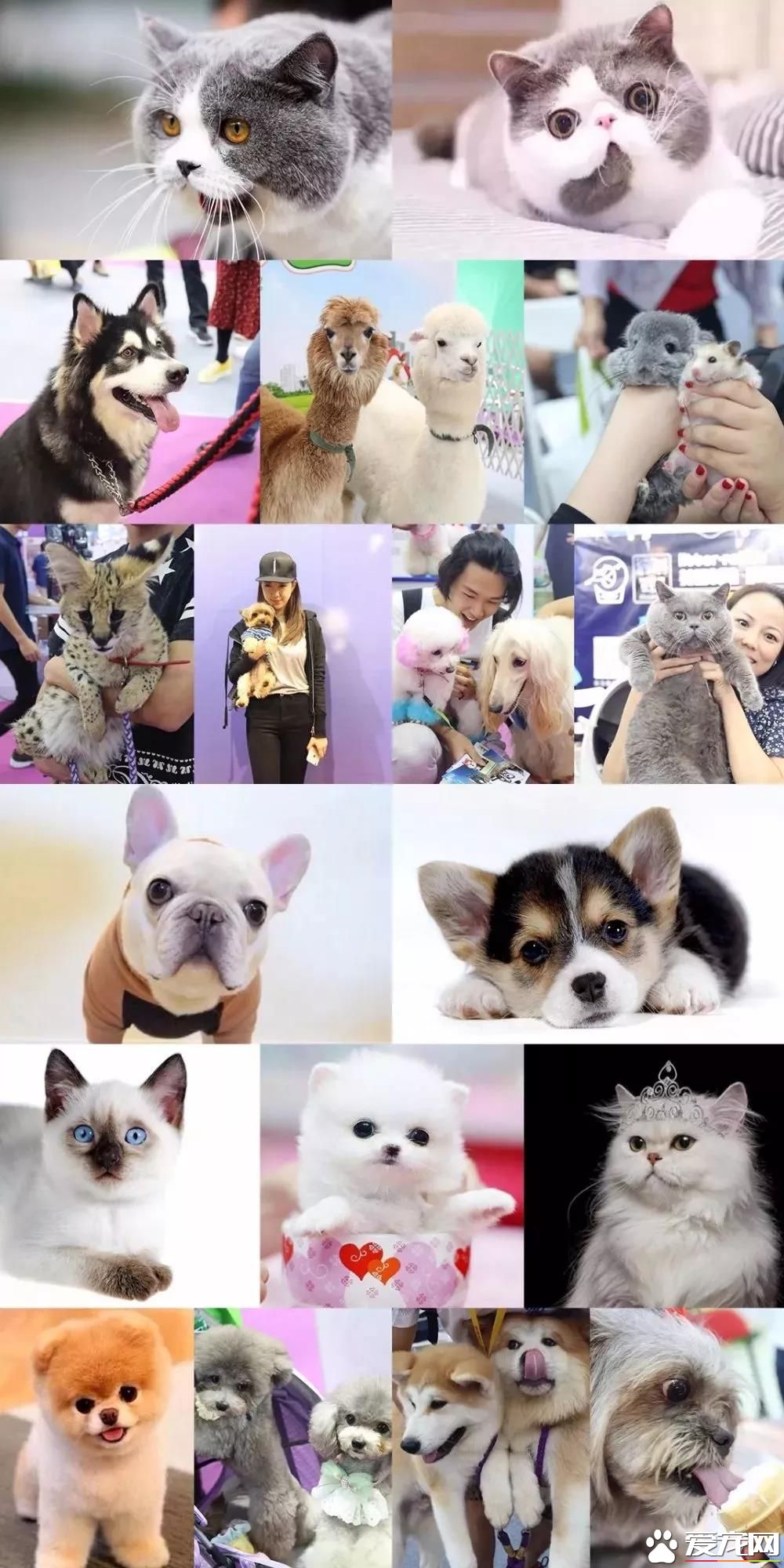 属于铲屎官们的年度盛会 2018第四届深圳国际宠物展5月1日启幕