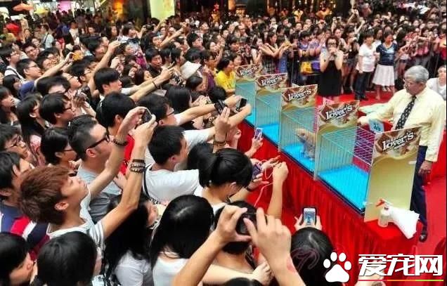 属于铲屎官们的年度盛会 2018第四届深圳国际宠物展5月1日启幕