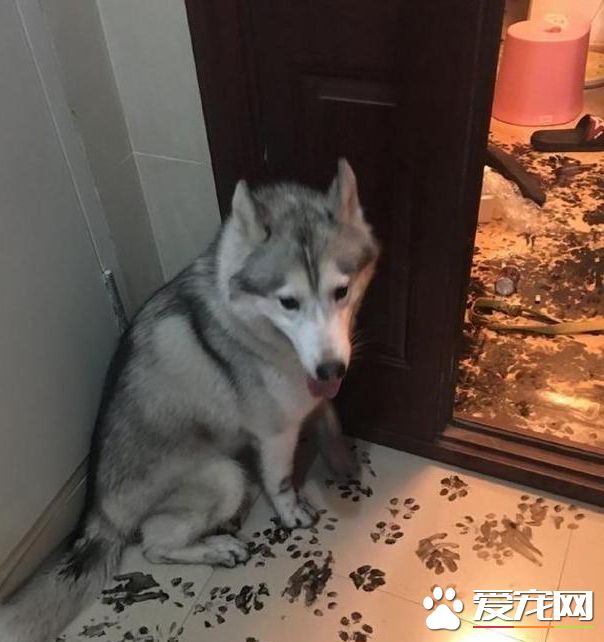 为什么那么多人养哈士奇 解密养哈士奇是一种什么样的体验