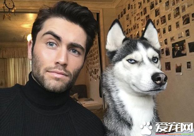 为什么那么多人养哈士奇 解密养哈士奇是一种什么样的体验