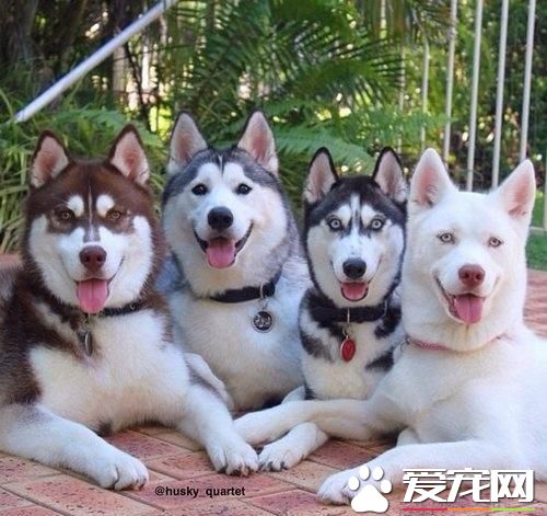 为什么那么多人养哈士奇 解密养哈士奇是一种什么样的体验