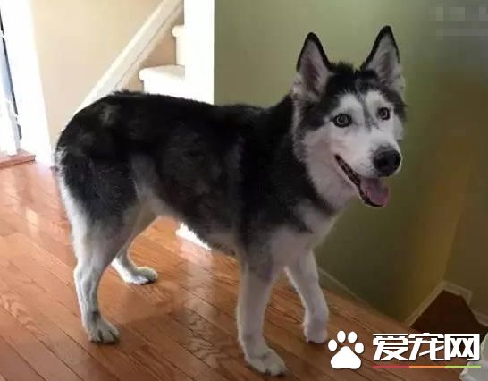 为什么那么多人养哈士奇 解密养哈士奇是一种什么样的体验