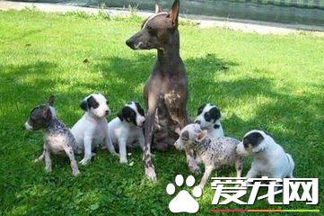 细数最干净的狗狗品种，你的榜上有名吗？