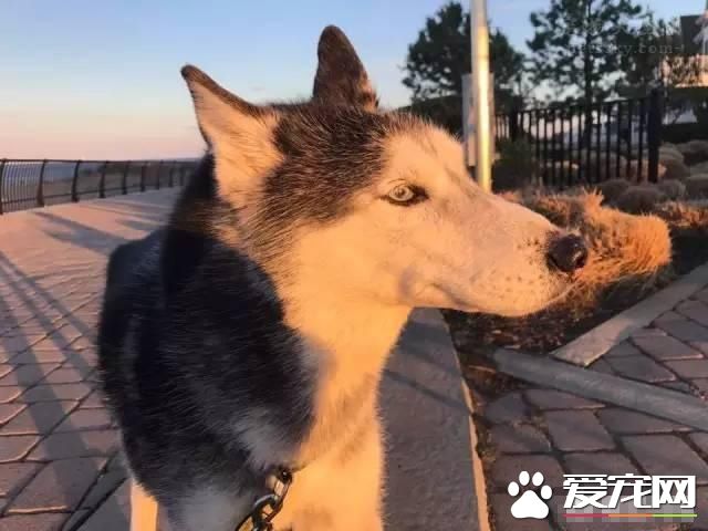 为什么那么多人养哈士奇 解密养哈士奇是一种什么样的体验