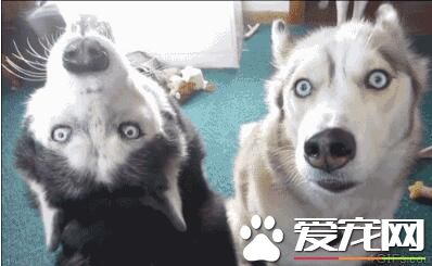 为什么那么多人养哈士奇 解密养哈士奇是一种什么样的体验