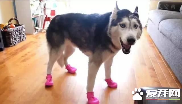 为什么那么多人养哈士奇 解密养哈士奇是一种什么样的体验