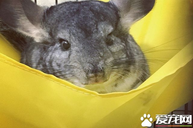 不只是狗和猫  一个人生活也好养的四种宠物