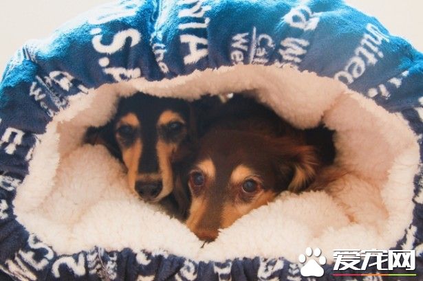 宠物冬天寒冷的福利 睡觉更加踏实温暖