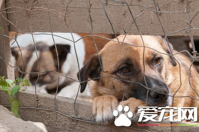 被扔掉的宠物们的末路 被抛弃的理由