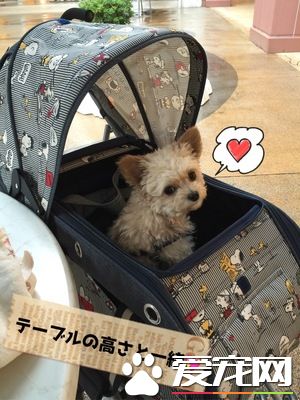 真正需要的空间 出门购物带狗狗要扩大空间