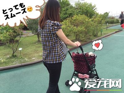 真正需要的空间 出门购物带狗狗要扩大空间