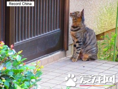 寻找宠物时发现 日本消失的“宠物侦探”出现