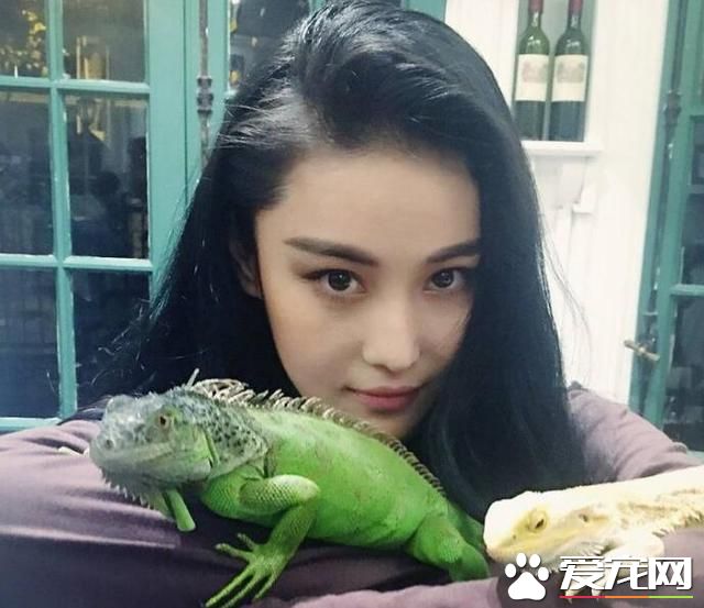 鹿晗的宠物，王源的宠物，胡歌的宠物，都没有她的宠物任性！