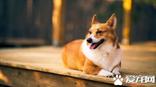 全世界最萌的宠物,飞奔吧小短腿!