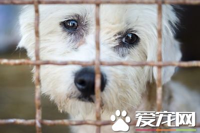 被扔掉的宠物们的末路 被抛弃的理由