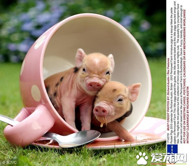 流行宠物新趋势，可爱的宠物猪！