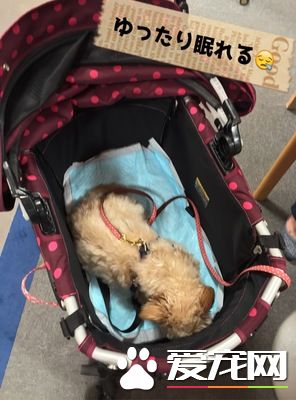 真正需要的空间 出门购物带狗狗要扩大空间