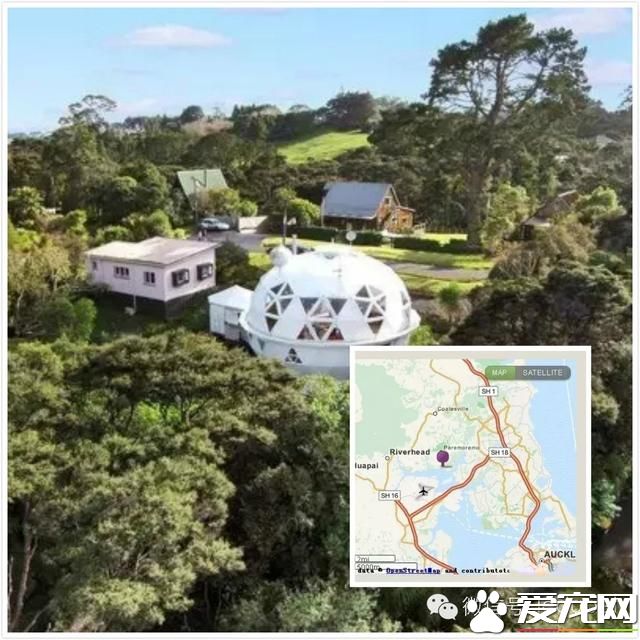 奥克兰宠物新闻，称为“猫国”的怪房子