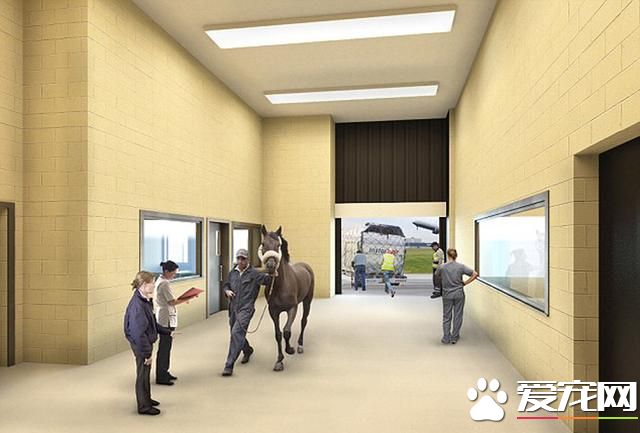 美机场将开动物航站楼 豪华宠物套房可按摩水疗(组图)- 新闻