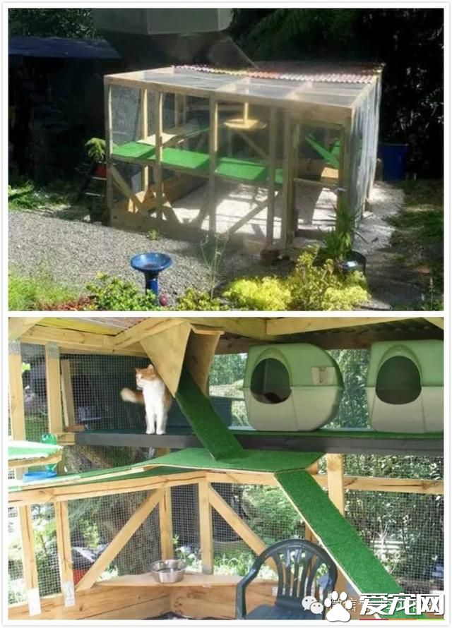 奥克兰宠物新闻，称为“猫国”的怪房子