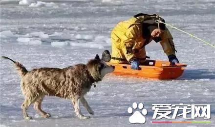 周一新闻！加拿大大火 宠物是他们带走的唯一财产