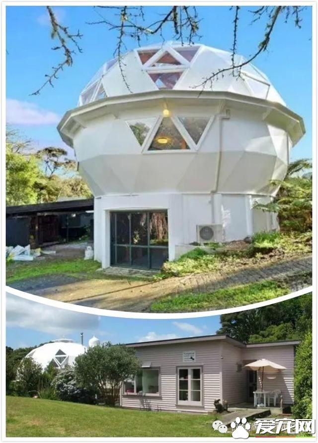 奥克兰宠物新闻，称为“猫国”的怪房子