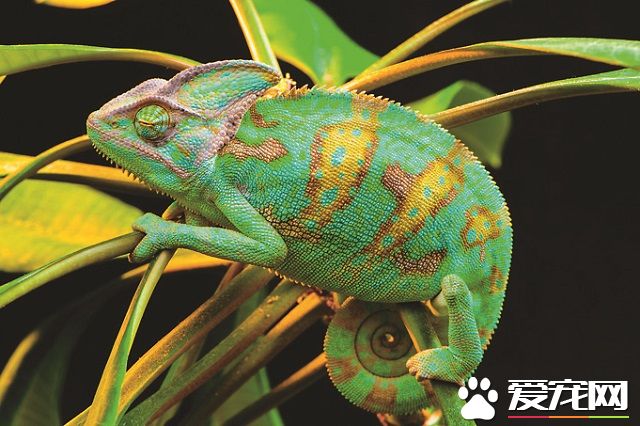 不只是狗和猫  一个人生活也好养的四种宠物