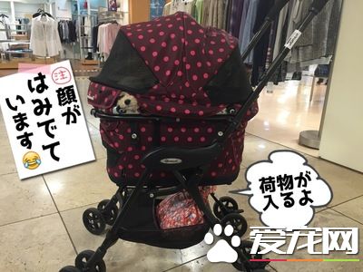 真正需要的空间 出门购物带狗狗要扩大空间