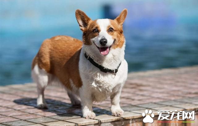 全世界最萌的宠物,飞奔吧小短腿!