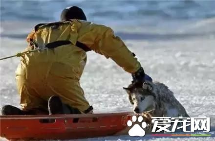 周一新闻！加拿大大火 宠物是他们带走的唯一财产