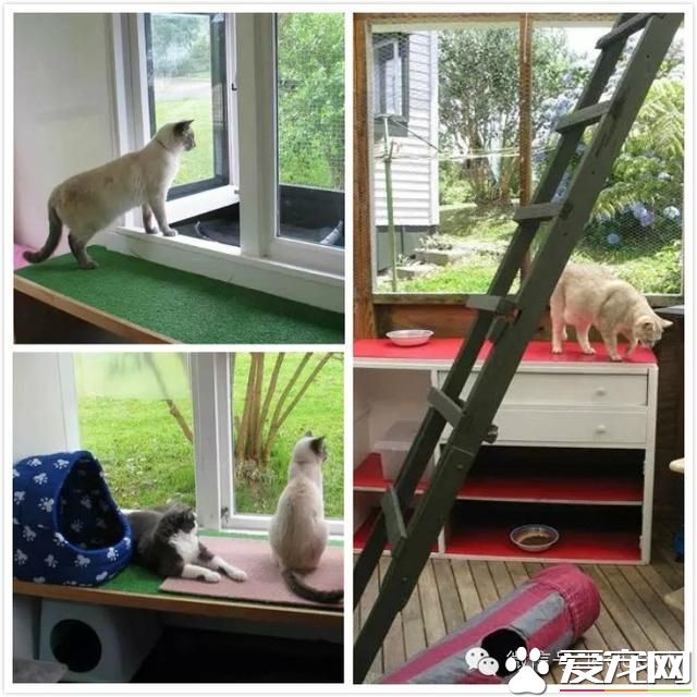 奥克兰宠物新闻，称为“猫国”的怪房子