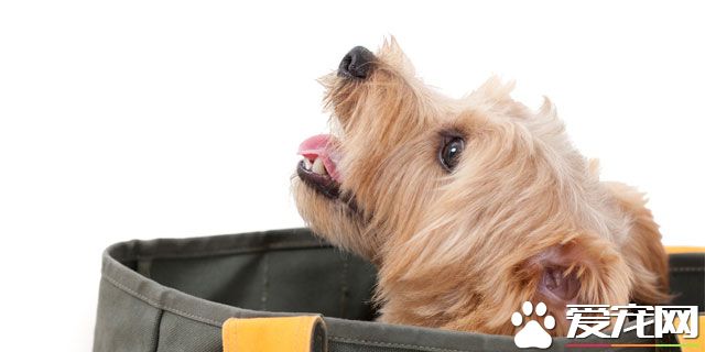 宠物和受灾的事情 平时要准备哪些东西