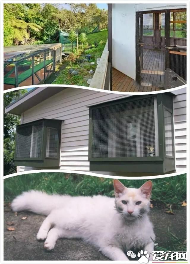 奥克兰宠物新闻，称为“猫国”的怪房子