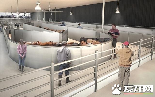 美机场将开动物航站楼 豪华宠物套房可按摩水疗(组图)- 新闻