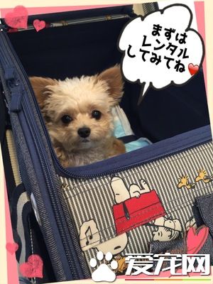 真正需要的空间 出门购物带狗狗要扩大空间