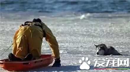 周一新闻！加拿大大火 宠物是他们带走的唯一财产