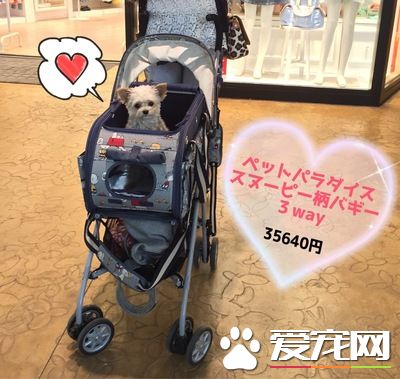 真正需要的空间 出门购物带狗狗要扩大空间