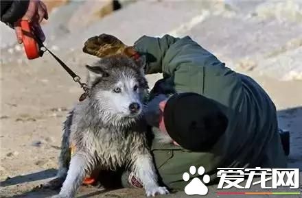 周一新闻！加拿大大火 宠物是他们带走的唯一财产